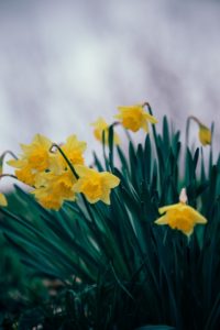 Daffodils