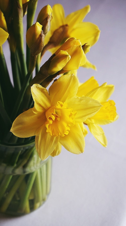 daffodils