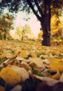 Fall-Autumn-Leaves