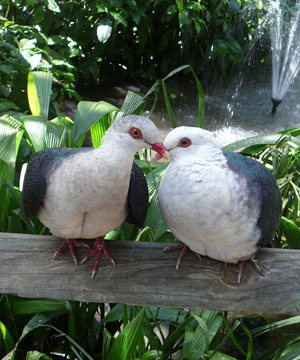 Spring-doves