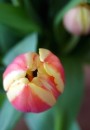 Spring-Flower