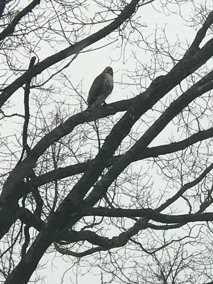 Haiku-Hawk