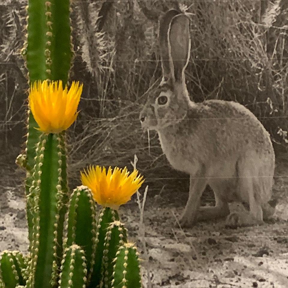 Rabbit
