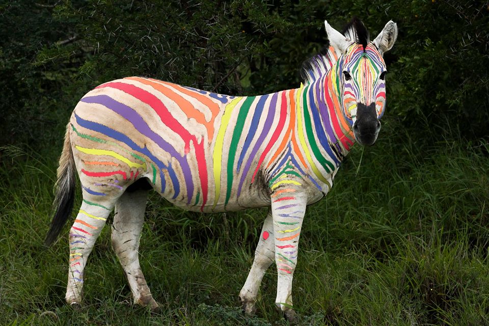 Zebra