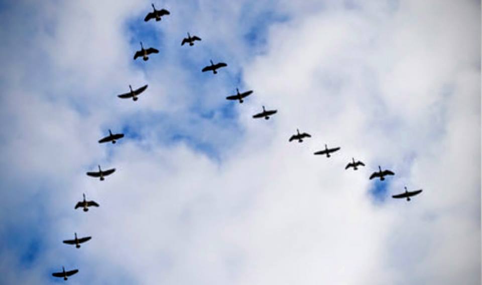 wild geese