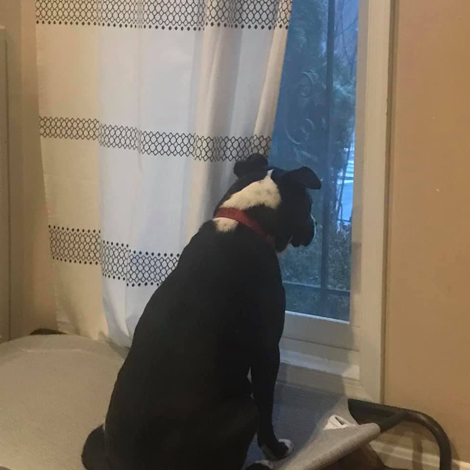 Dog